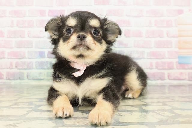 茨城県のチワワ(ロング) (Coo&RIKU筑西店/2025年12月15日生まれ/女の子/ブラックタンホワイト)の子犬の2枚目の画像