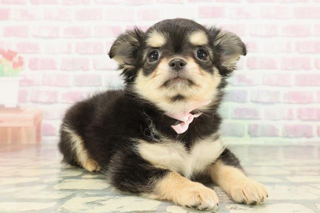 茨城県のチワワ(ロング) (Coo&RIKU筑西店/2025年12月15日生まれ/女の子/ブラックタンホワイト)の子犬の3枚目の画像