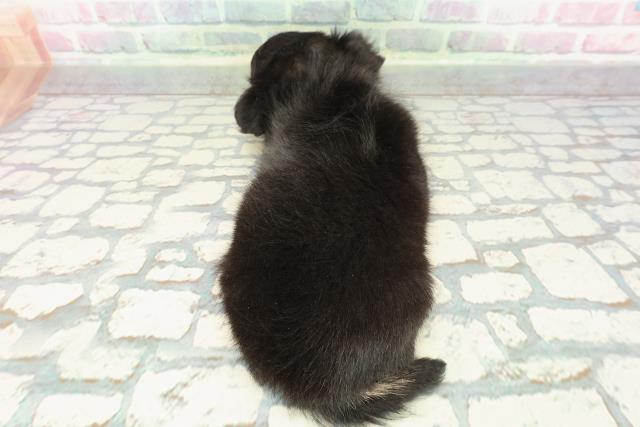 茨城県のチワワ(ロング) (Coo&RIKU筑西店/2025年12月15日生まれ/女の子/ブラックタンホワイト)の子犬の4枚目の画像