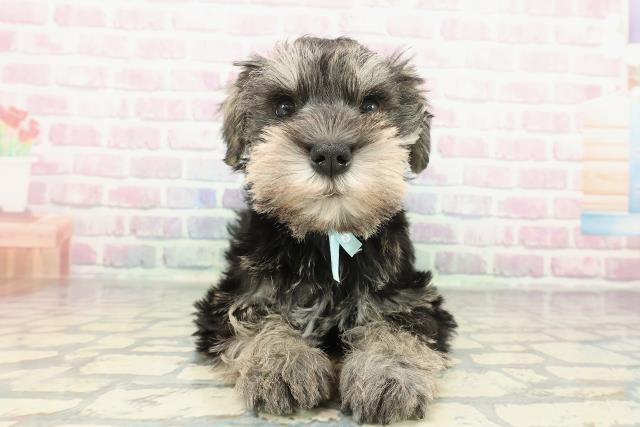 東京都のミニチュアシュナウザー (Coo&RIKU立川店/2025年12月16日生まれ/男の子/ソルトペッパー)の子犬の1枚目の画像