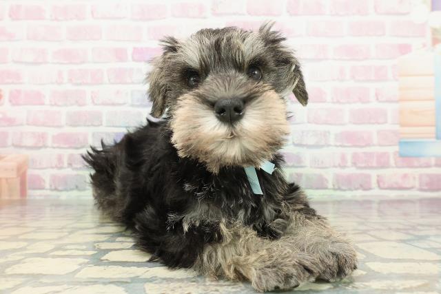 東京都のミニチュアシュナウザー (Coo&RIKU立川店/2025年12月16日生まれ/男の子/ソルトペッパー)の子犬の3枚目の画像