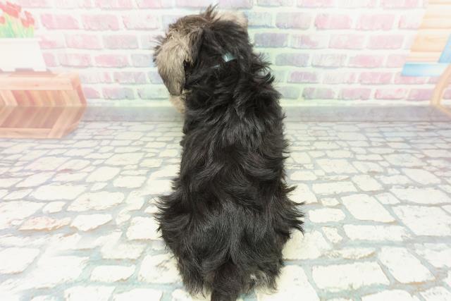 東京都のミニチュアシュナウザー (Coo&RIKU立川店/2025年12月16日生まれ/男の子/ソルトペッパー)の子犬の4枚目の画像