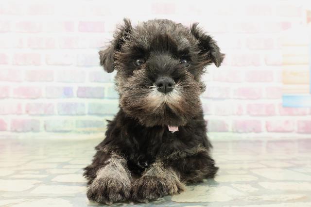 茨城県のミニチュアシュナウザー (Coo&RIKU筑西店/2025年12月16日生まれ/女の子/ソルトペッパー)の子犬の1枚目の画像