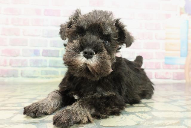 茨城県のミニチュアシュナウザー (Coo&RIKU筑西店/2025年12月16日生まれ/女の子/ソルトペッパー)の子犬の2枚目の画像