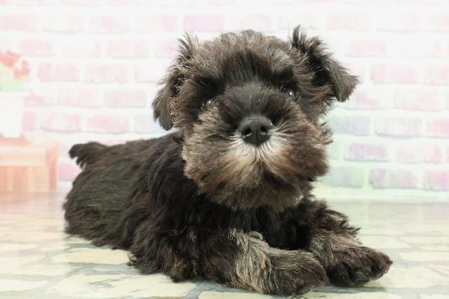 茨城県のミニチュアシュナウザー (Coo&RIKU筑西店/2025年12月16日生まれ/女の子/ソルトペッパー)の子犬の3枚目の画像