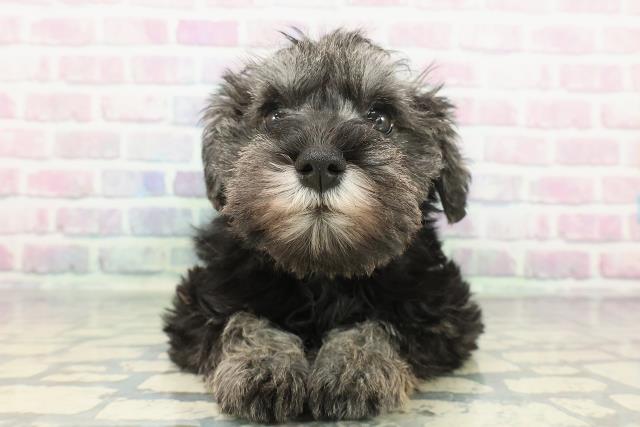 神奈川県のミニチュアシュナウザー (Coo&RIKU横浜港南台店/2025年12月16日生まれ/女の子/ソルトペッパー)の子犬の1枚目の画像