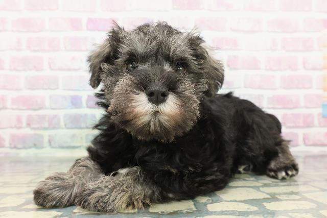 神奈川県のミニチュアシュナウザー (Coo&RIKU横浜港南台店/2025年12月16日生まれ/女の子/ソルトペッパー)の子犬の2枚目の画像