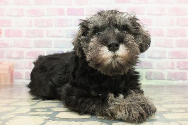 神奈川県のミニチュアシュナウザー (Coo&RIKU横浜港南台店/2025年12月16日生まれ/女の子/ソルトペッパー)の子犬の3枚目の画像