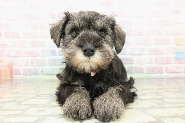 神奈川県のミニチュアシュナウザー (Coo&RIKU藤沢店/2025年12月16日生まれ/女の子/ソルトペッパー)の子犬の1枚目の画像
