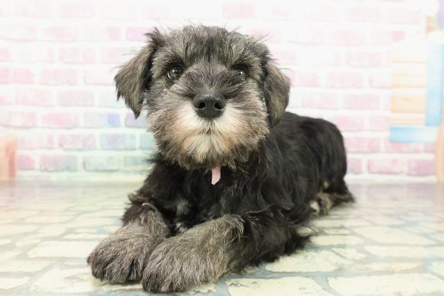 神奈川県のミニチュアシュナウザー (Coo&RIKU藤沢店/2025年12月16日生まれ/女の子/ソルトペッパー)の子犬の2枚目の画像