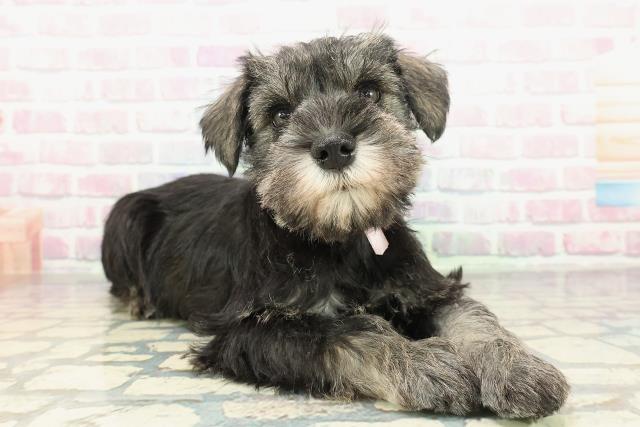 神奈川県のミニチュアシュナウザー (Coo&RIKU藤沢店/2025年12月16日生まれ/女の子/ソルトペッパー)の子犬の3枚目の画像