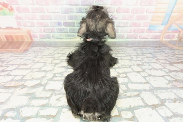 神奈川県のミニチュアシュナウザー (Coo&RIKU藤沢店/2025年12月16日生まれ/女の子/ソルトペッパー)の子犬の4枚目の画像