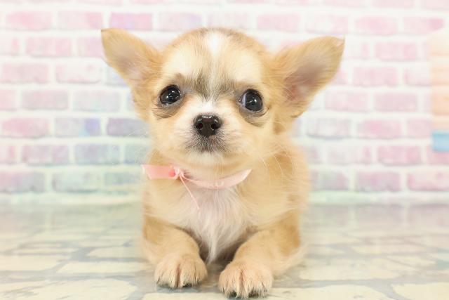 神奈川県のチワワ(ロング) (Coo&RIKU横浜港南台店/2025年12月16日生まれ/女の子/レッドホワイト)の子犬