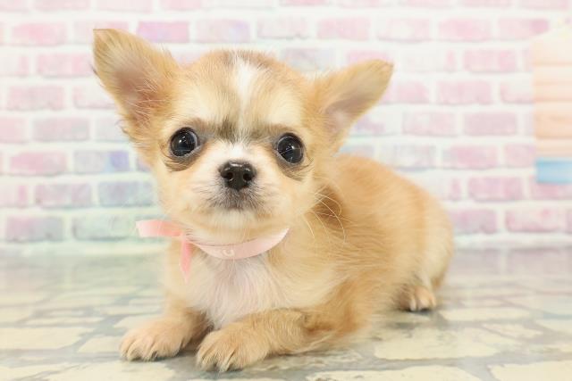 神奈川県のチワワ(ロング) (Coo&RIKU横浜港南台店/2025年12月16日生まれ/女の子/レッドホワイト)の子犬の2枚目の画像