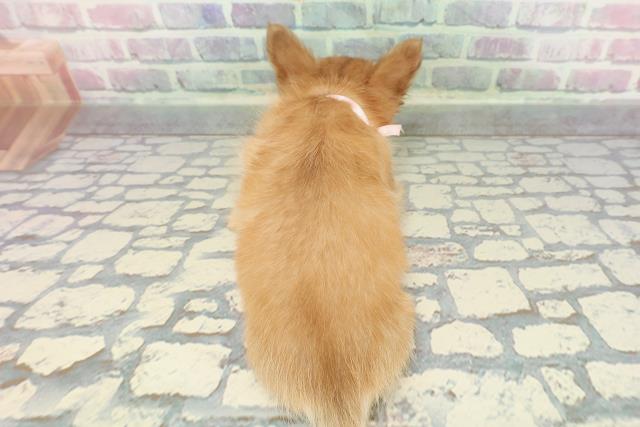 神奈川県のチワワ(ロング) (Coo&RIKU横浜港南台店/2025年12月16日生まれ/女の子/レッドホワイト)の子犬の4枚目の画像