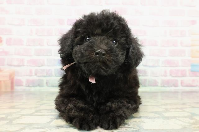 東京都のトイプードル(トイ) (Coo&RIKU福生店/2025年12月17日生まれ/女の子/ブラック)の子犬の1枚目の画像