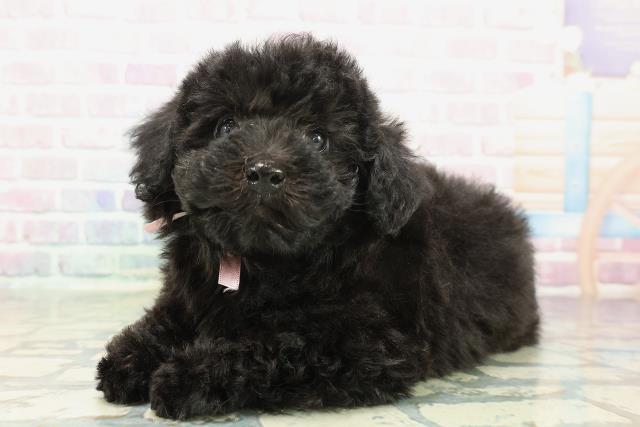 東京都のトイプードル(トイ) (Coo&RIKU福生店/2025年12月17日生まれ/女の子/ブラック)の子犬の2枚目の画像