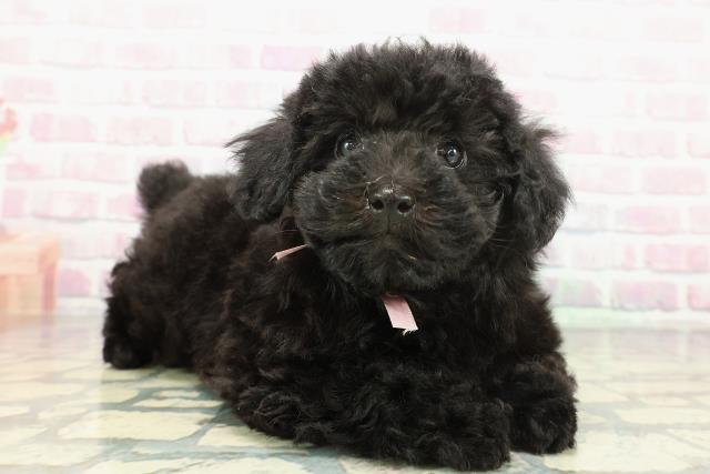 東京都のトイプードル(トイ) (Coo&RIKU福生店/2025年12月17日生まれ/女の子/ブラック)の子犬の3枚目の画像