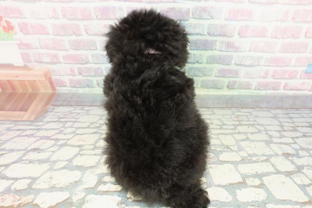 東京都のトイプードル(トイ) (Coo&RIKU福生店/2025年12月17日生まれ/女の子/ブラック)の子犬の4枚目の画像