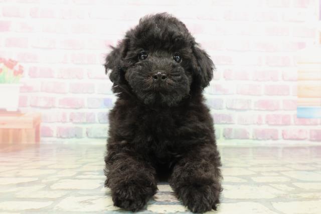 東京都のトイプードル(トイ) (Coo&RIKU福生店/2025年12月17日生まれ/女の子/ブラック)の子犬の1枚目の画像