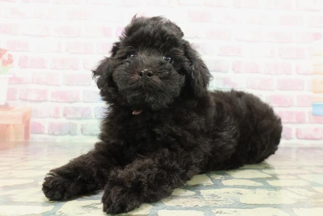 東京都のトイプードル(トイ) (Coo&RIKU福生店/2025年12月17日生まれ/女の子/ブラック)の子犬の2枚目の画像