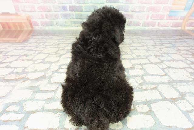 東京都のトイプードル(トイ) (Coo&RIKU福生店/2025年12月17日生まれ/女の子/ブラック)の子犬の4枚目の画像