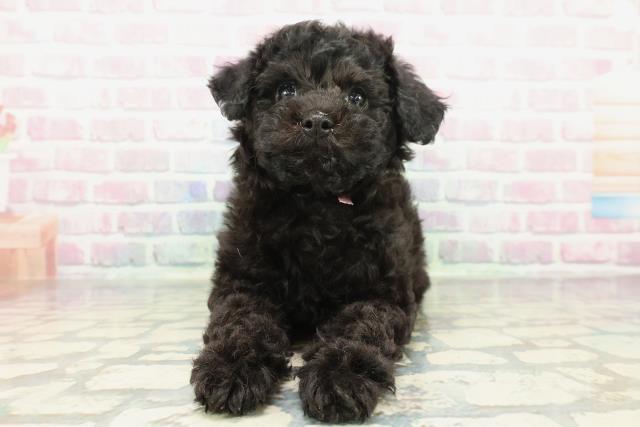 東京都のトイプードル(トイ) (Coo&RIKU八王子西店/2025年12月17日生まれ/女の子/ブラック)の子犬の1枚目の画像