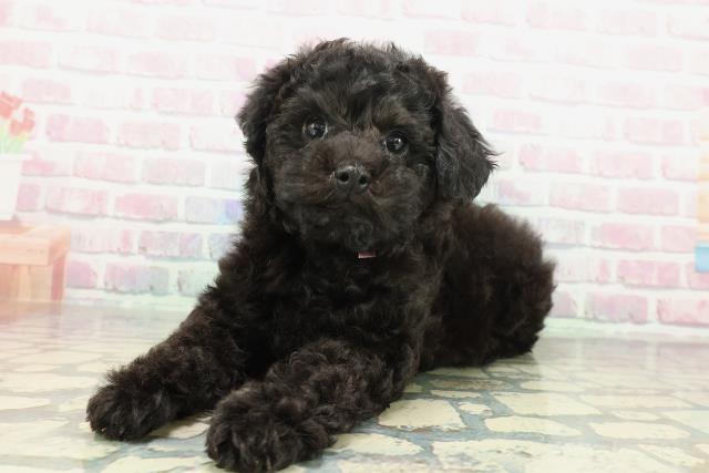 東京都のトイプードル(トイ) (Coo&RIKU八王子西店/2025年12月17日生まれ/女の子/ブラック)の子犬の2枚目の画像