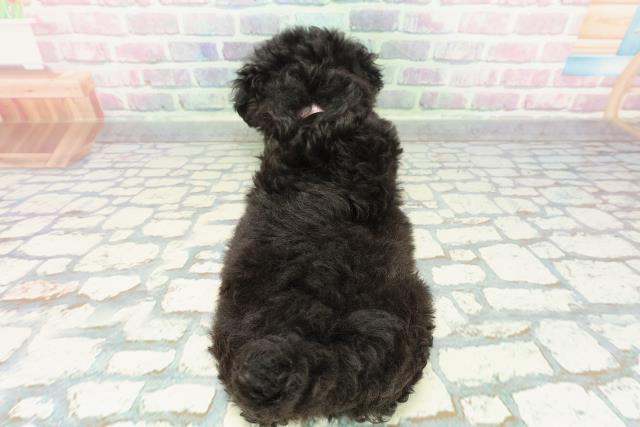 東京都のトイプードル(トイ) (Coo&RIKU八王子西店/2025年12月17日生まれ/女の子/ブラック)の子犬の4枚目の画像