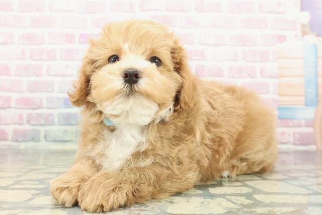 茨城県のマルプー(マルチーズ×プードル) (Coo&RIKU筑西店/2025年12月17日生まれ/男の子/アプリコットホワイト)の子犬の2枚目の画像