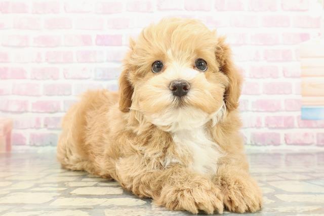 茨城県のマルプー(マルチーズ×プードル) (Coo&RIKU筑西店/2025年12月17日生まれ/男の子/アプリコットホワイト)の子犬の3枚目の画像