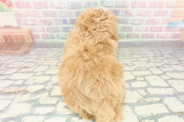 茨城県のマルプー(マルチーズ×プードル) (Coo&RIKU筑西店/2025年12月17日生まれ/男の子/アプリコットホワイト)の子犬の4枚目の画像