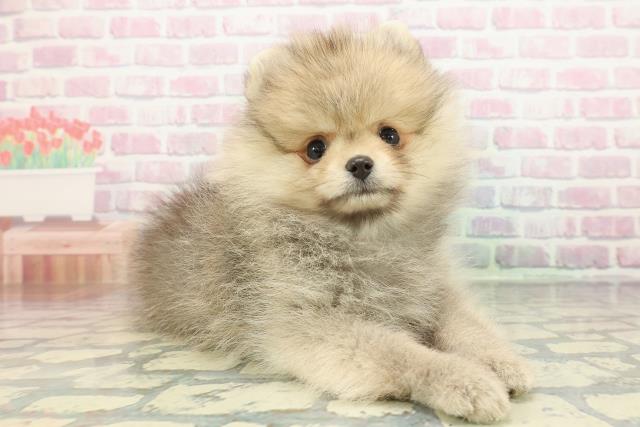 神奈川県のポメラニアン (Coo&RIKU小田原店/2025年12月11日生まれ/男の子/ウルフセーブル)の子犬の3枚目の画像