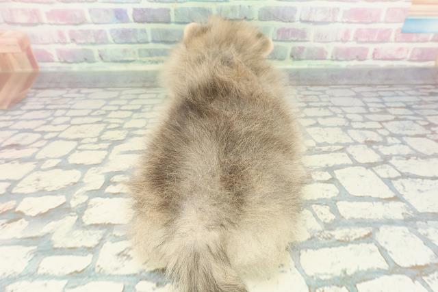 神奈川県のポメラニアン (Coo&RIKU小田原店/2025年12月11日生まれ/男の子/ウルフセーブル)の子犬の4枚目の画像