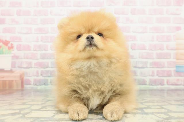 東京都のポメラニアン (Coo&RIKU立川店/2025年12月11日生まれ/女の子/オレンジ)の子犬の1枚目の画像