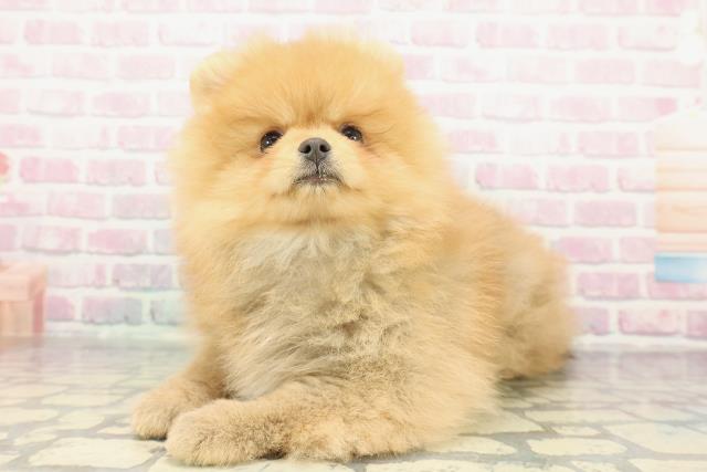 東京都のポメラニアン (Coo&RIKU立川店/2025年12月11日生まれ/女の子/オレンジ)の子犬の2枚目の画像