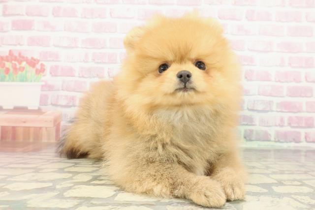 東京都のポメラニアン (Coo&RIKU立川店/2025年12月11日生まれ/女の子/オレンジ)の子犬の3枚目の画像