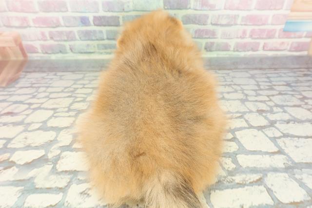 東京都のポメラニアン (Coo&RIKU立川店/2025年12月11日生まれ/女の子/オレンジ)の子犬の4枚目の画像