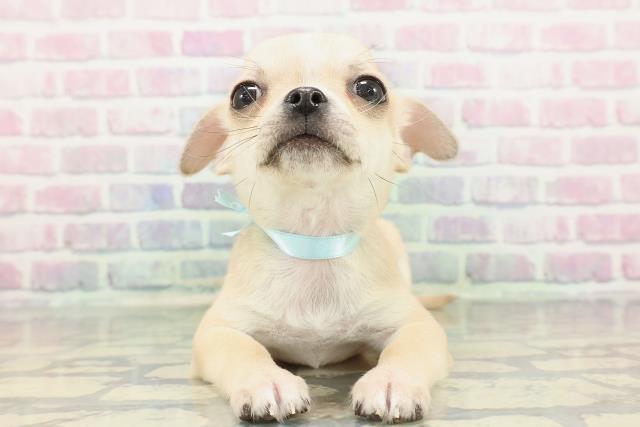 神奈川県のチワワ(スムース) (Coo&RIKU横須賀店/2025年12月11日生まれ/男の子/フォーンホワイト)の子犬