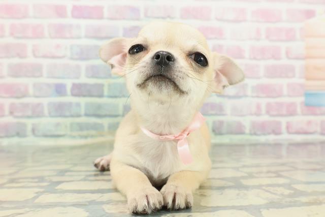 神奈川県のチワワ(スムース) (Coo&RIKU小田原店/2025年12月11日生まれ/女の子/フォーン)の子犬