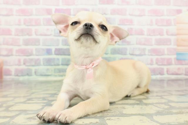 神奈川県のチワワ(スムース) (Coo&RIKU小田原店/2025年12月11日生まれ/女の子/フォーン)の子犬の2枚目の画像