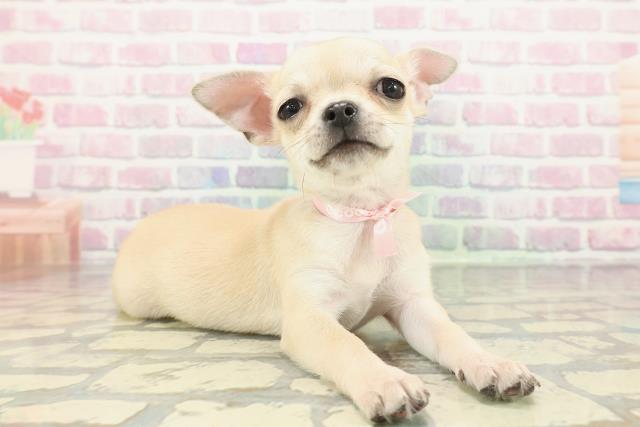 神奈川県のチワワ(スムース) (Coo&RIKU小田原店/2025年12月11日生まれ/女の子/フォーン)の子犬の3枚目の画像