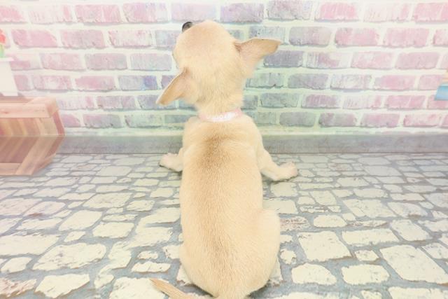 神奈川県のチワワ(スムース) (Coo&RIKU小田原店/2025年12月11日生まれ/女の子/フォーン)の子犬の4枚目の画像