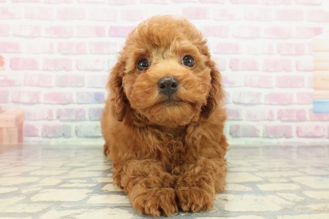 東京都のトイプードル(トイ) (Coo&RIKU府中店/2025年12月13日生まれ/男の子/レッド)の子犬の1枚目の画像