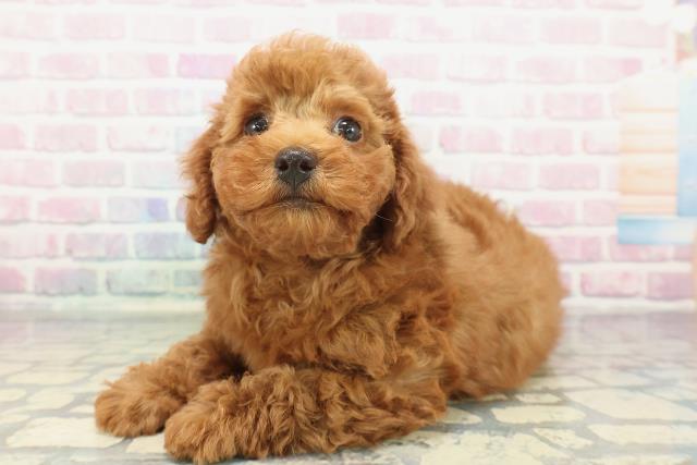 東京都のトイプードル(トイ) (Coo&RIKU府中店/2025年12月13日生まれ/男の子/レッド)の子犬の2枚目の画像