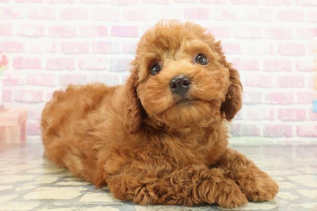 東京都のトイプードル(トイ) (Coo&RIKU府中店/2025年12月13日生まれ/男の子/レッド)の子犬の3枚目の画像