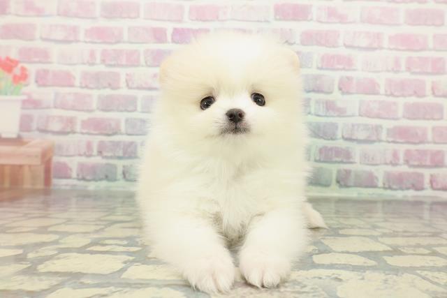 東京都のポメラニアン (Coo&RIKU府中店/2025年12月17日生まれ/男の子/パーティーカラー)の子犬の1枚目の画像