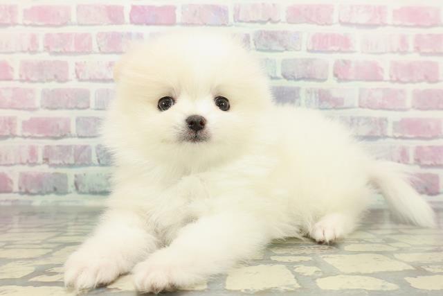 東京都のポメラニアン (Coo&RIKU府中店/2025年12月17日生まれ/男の子/パーティーカラー)の子犬の2枚目の画像