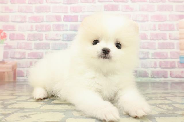 東京都のポメラニアン (Coo&RIKU府中店/2025年12月17日生まれ/男の子/パーティーカラー)の子犬の3枚目の画像