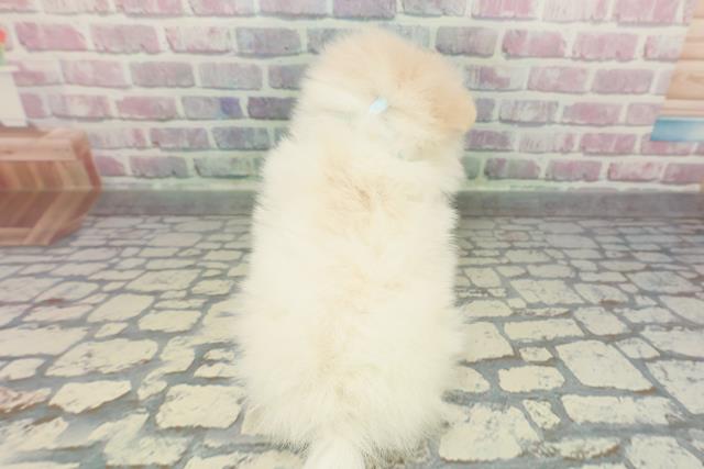 東京都のポメラニアン (Coo&RIKU府中店/2025年12月17日生まれ/男の子/パーティーカラー)の子犬の4枚目の画像